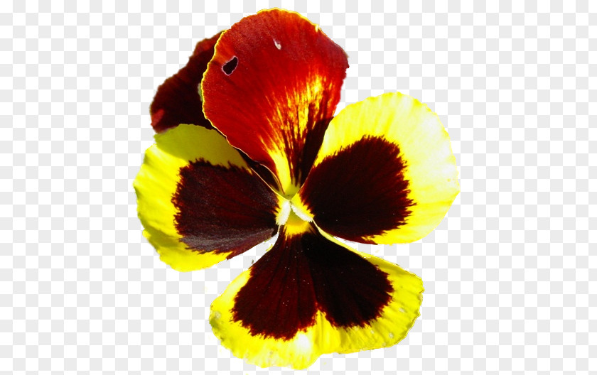 Pansy Close-up PNG