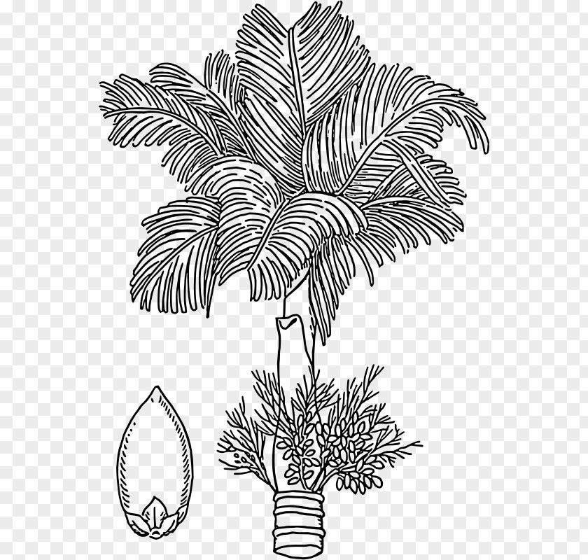 Areca Palm Nut Arecaceae Drawing PNG