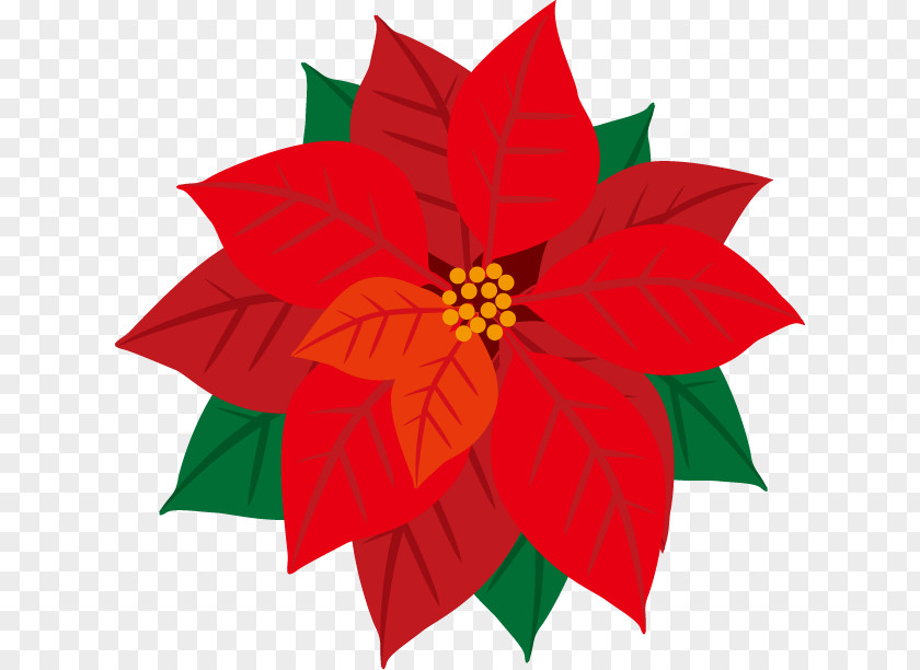 Clip Art Illustration Poinsettia Image PNG