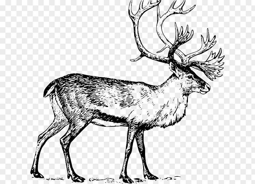 Elk Vector Deer Drawing Art Clip PNG