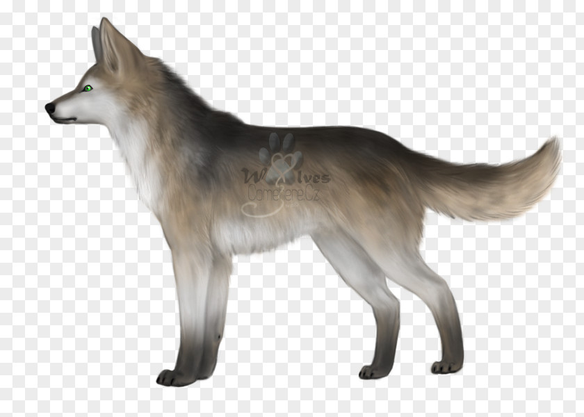 Fier Saarloos Wolfdog Czechoslovakian Kunming Tamaskan Dog Coyote PNG