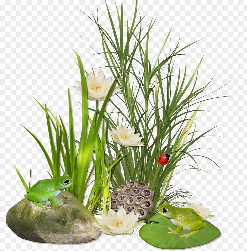 Flower Grasses Weed Pongal Scutch Grass PNG