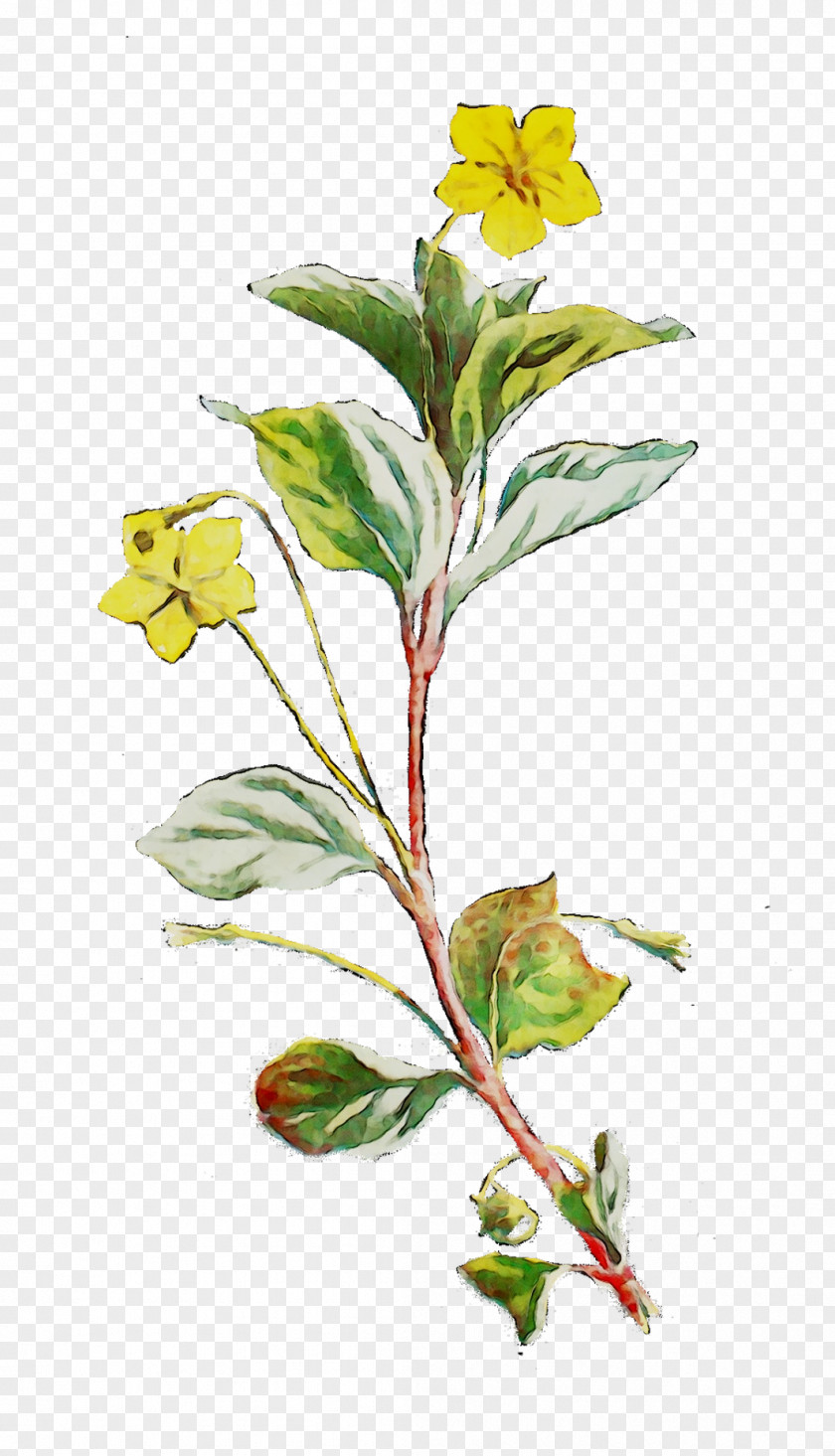 Flowering Plant Stem Leaf Herb PNG