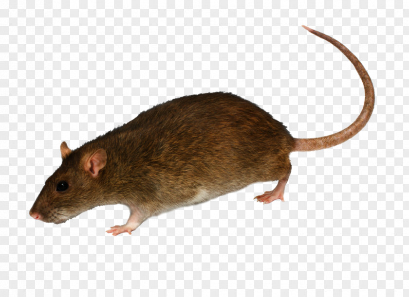 Mouse, Rat Image Brown Rodent Mouse Black Pest Control PNG
