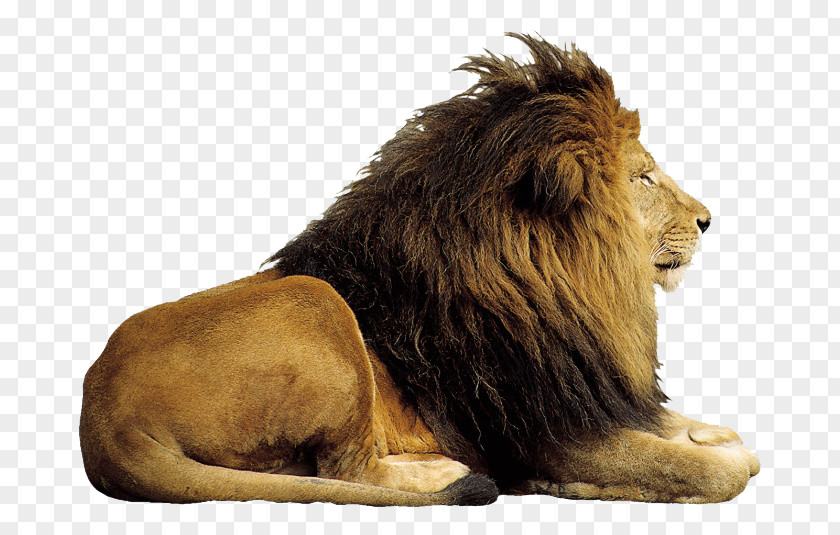 Prairie Lion King Computer File PNG