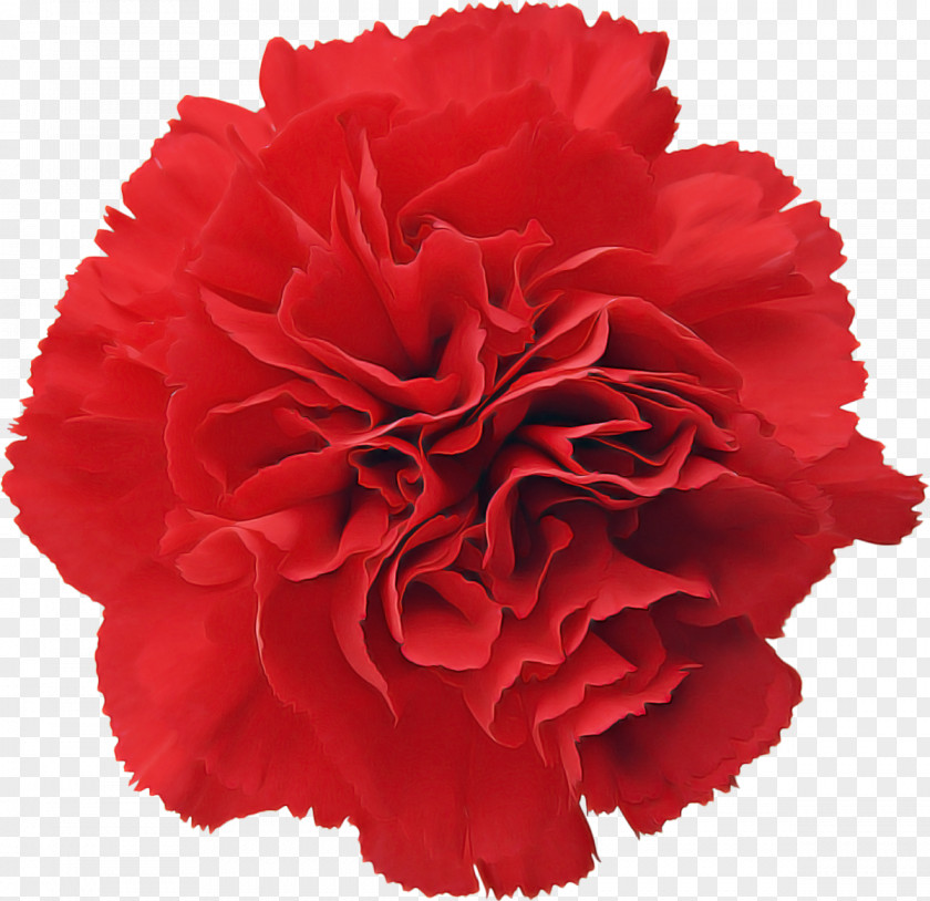 Red Flower Carnation Cut Flowers Plant PNG