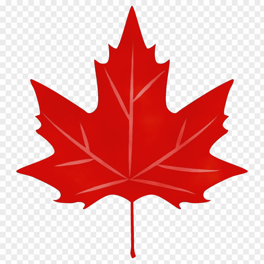 Silver Maple Leaf PNG
