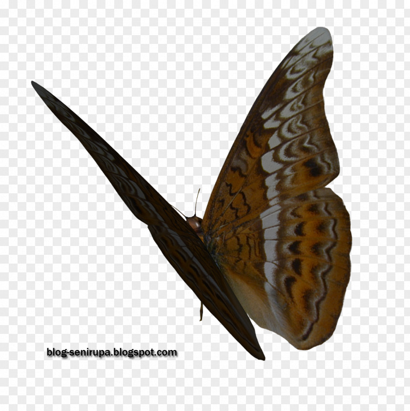 Butterfly Stock Photography Visual Arts PNG