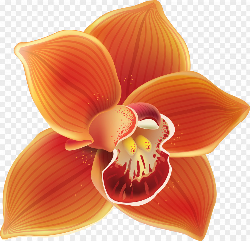 Closeup Orchid Orange PNG