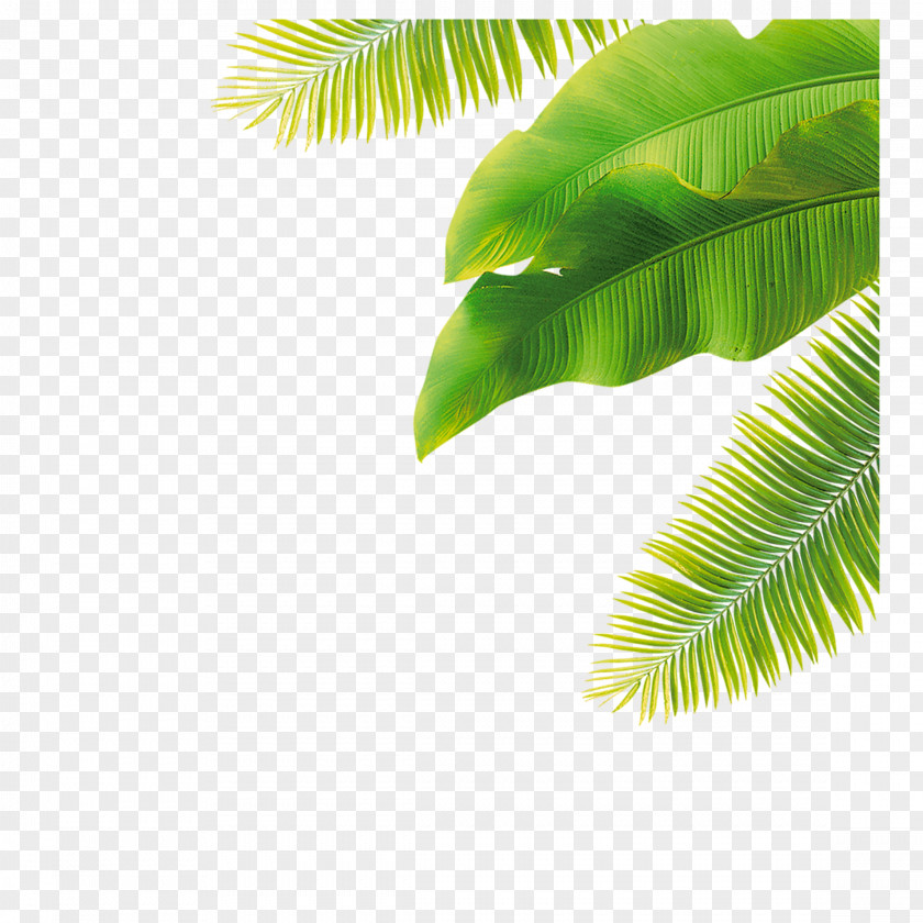 Leaf Palm Trees Clip Art Image PNG