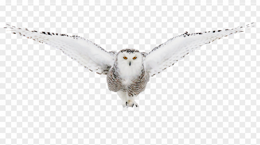 Owls Bird Of Prey Owl Beak Fauna PNG