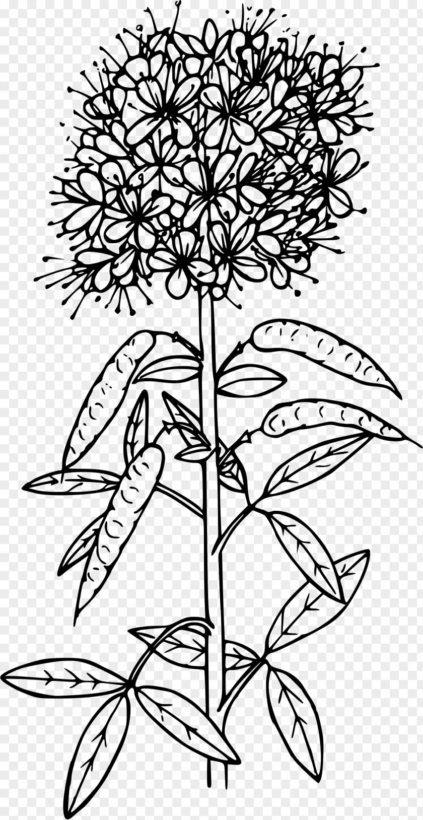 Plants The Rocky Mountains, Lander's Peak Cleome Serrulata Drawing PNG