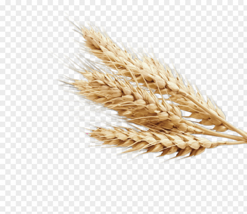 Rice Rye Bread Cereal Grain Common Wheat PNG