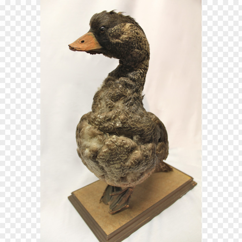 Wooden Plaque Duck Goose Water Bird Anatidae PNG