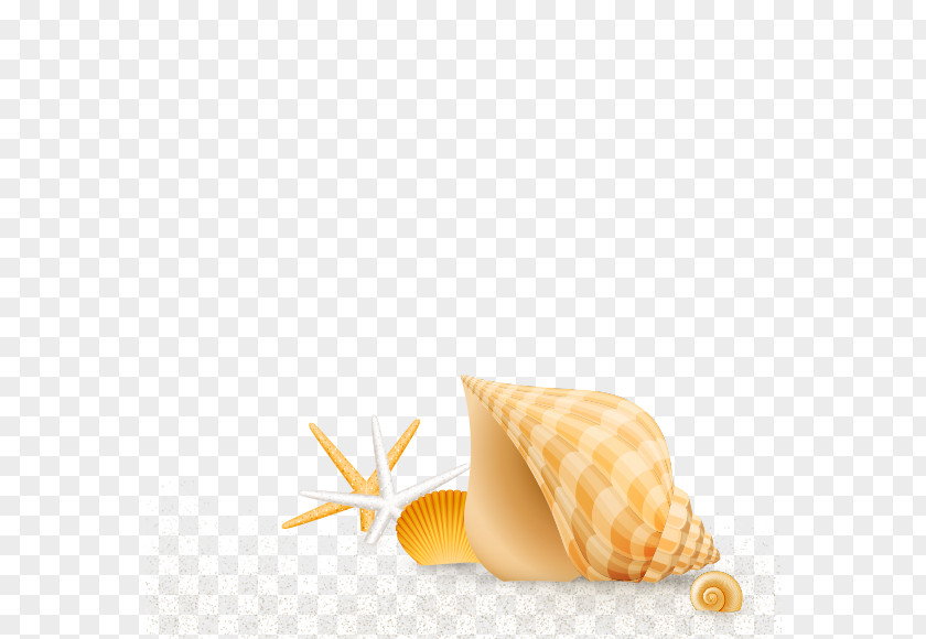 Conch Playa De La Arena Seashell Beach PNG