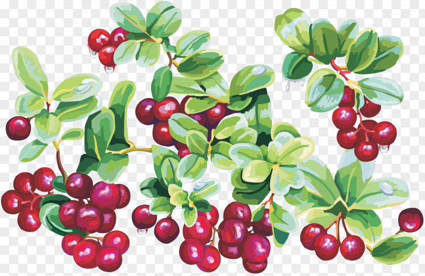 Cranberry Cherry Clip Art PNG