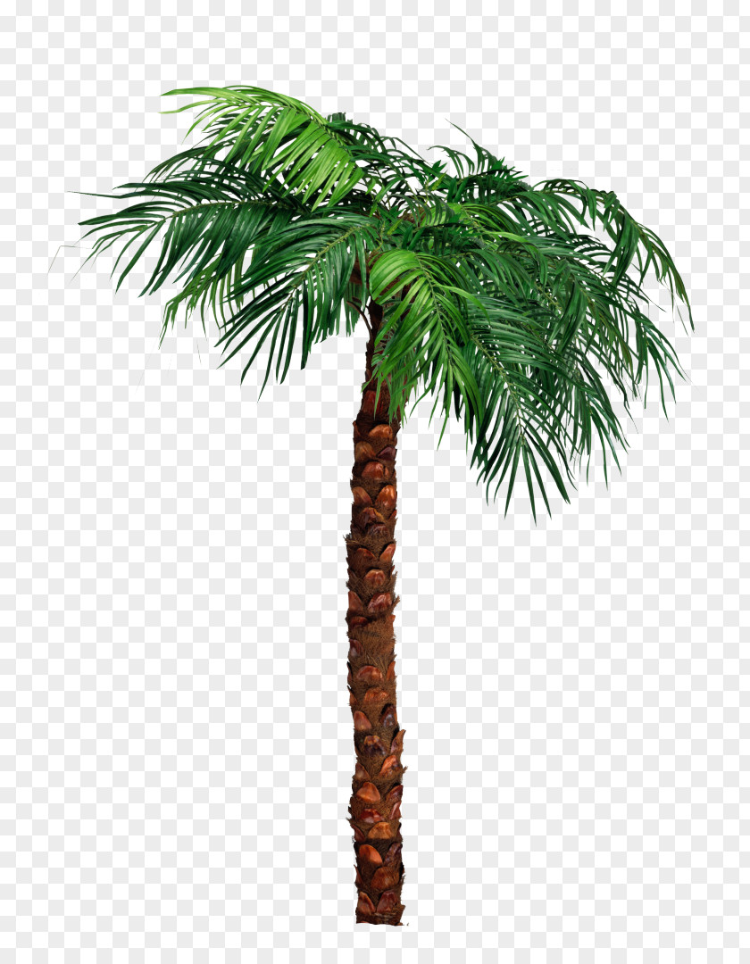 Palm Tree Leaves Tumblr Background Trees Clip Art Babassu JPEG PNG