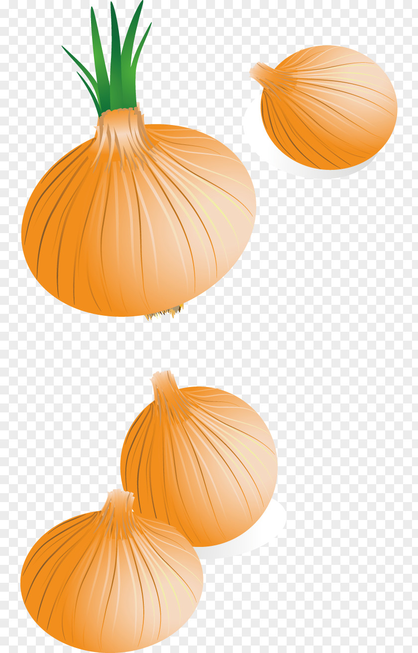 Vector Creative Design Onion FIG. Calabaza PNG