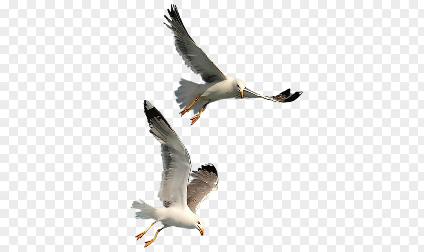 Flying Seagull PNG seagull clipart PNG