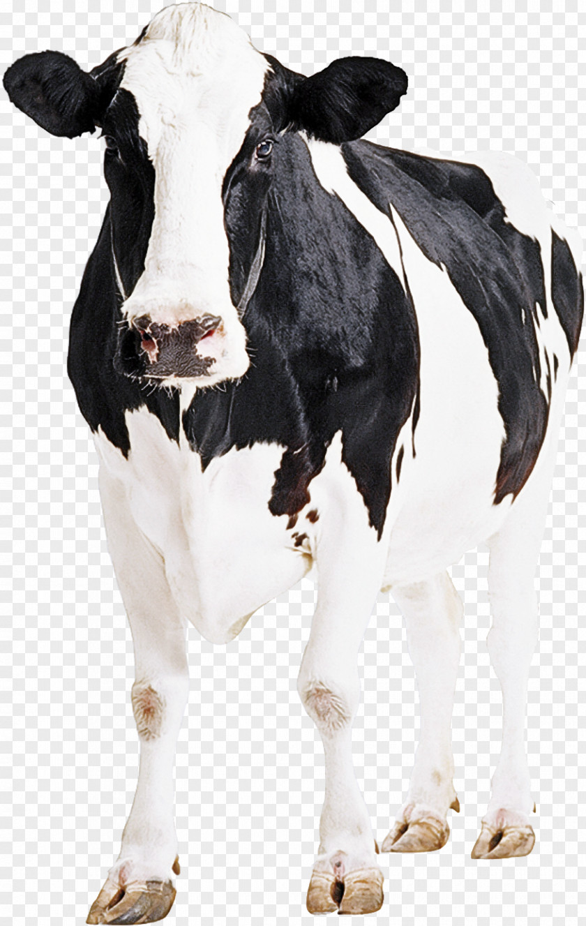 Holstein Friesian Cattle Goat Calf Weighing Scale Dairy PNG