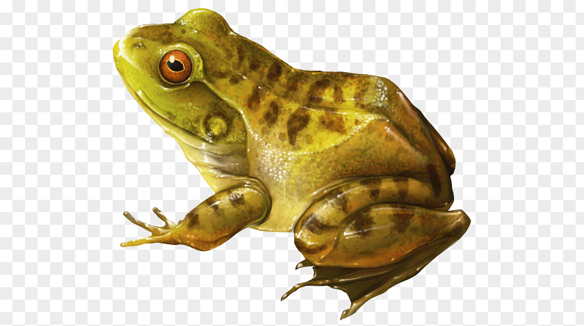 Rana American Bullfrog Amphibian Toad YouTube PNG