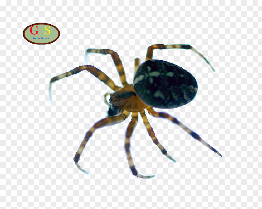 Spider European Garden Widow Spiders Insect Decapoda PNG