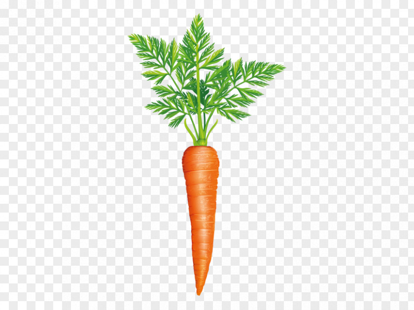 Stock Photography Carrot Vegetable Greens Image PNG