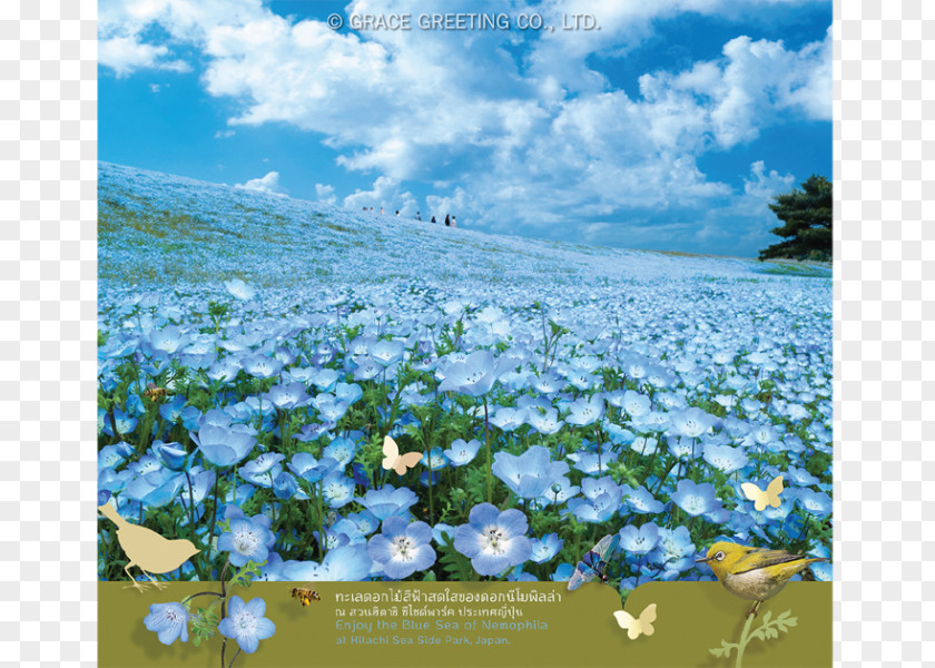 Wedding Invitation Greeting Card Flower Paper Hill Of Miharashi Baby Blue Eyes Calendar 里の家 PNG