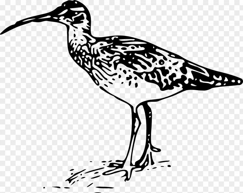 Aloe Waterfowl Feathers Bristle-thighed Curlew Long-billed Clip Art PNG