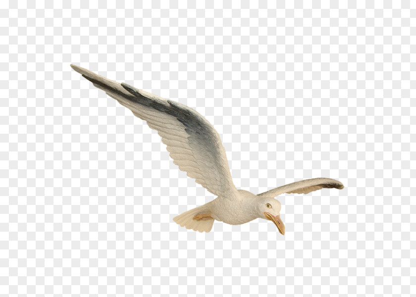 Seagull Gulls Bird Parrot Sales Quote European Herring Gull PNG
