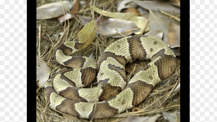 Snake Boa Constrictor Rattlesnake Venomous Reptile PNG