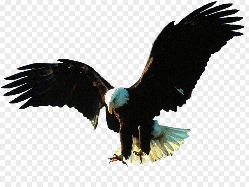 Big Bald Eagle Bird Flight PNG