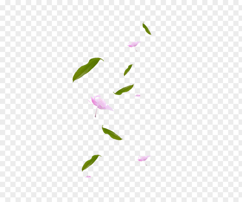 Falling Petals Maple Leaf Petal Green PNG