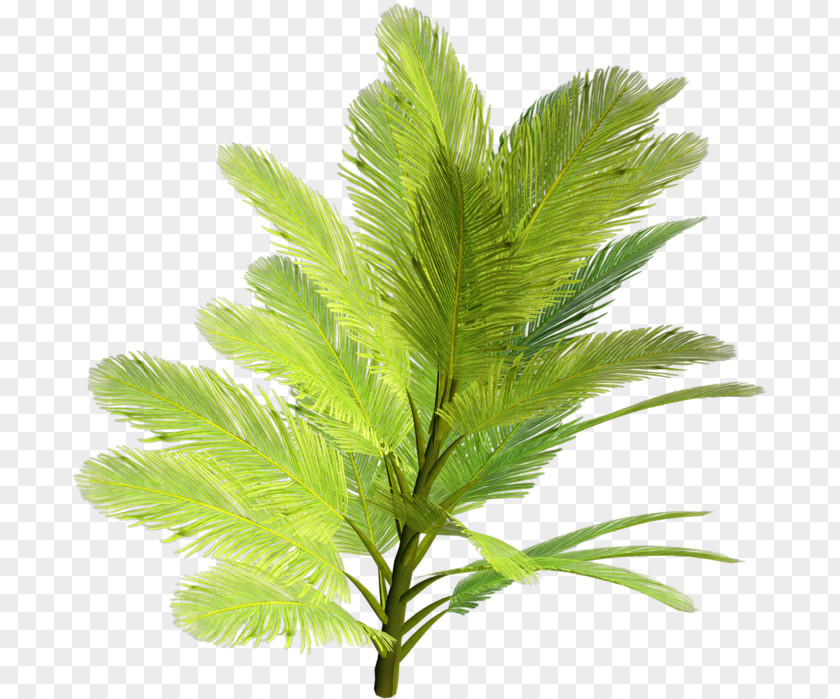 Fern Herbaceous Plant Holly Leaf PNG