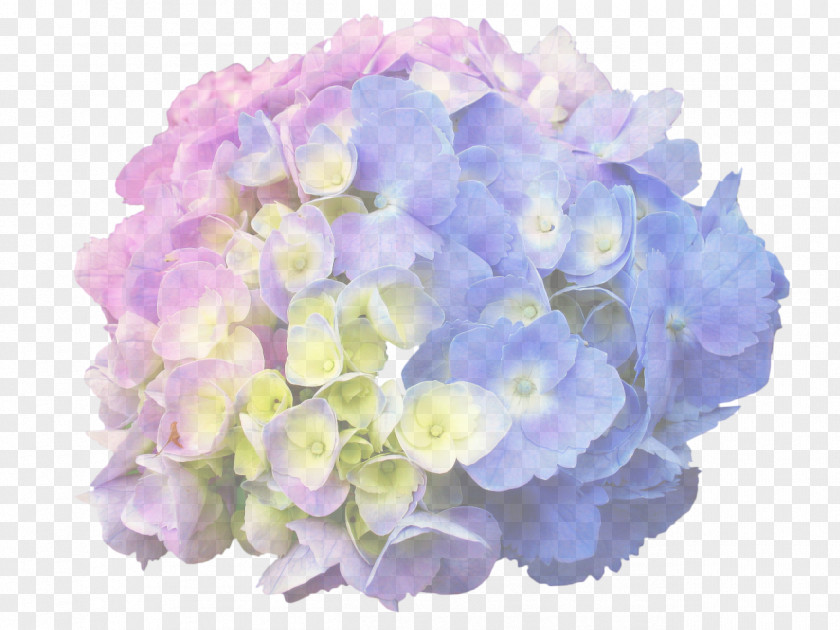 French Hydrangea Panicled Tea Of Heaven Plants Hortensia Macrophylla Magical Amethyst PNG