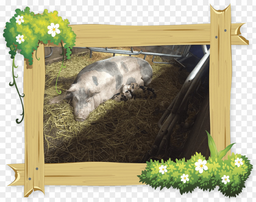 Pig Fauna Picture Frames Wildlife PNG