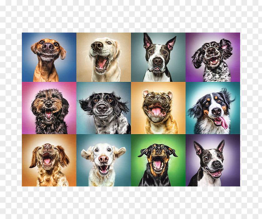 Puzzle Animals Board GameFunny Stressed Dog Jigsaw Puzzles Trefl Funny Portraits 1000 Piece PNG