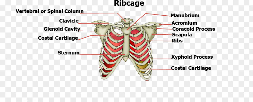 Body Structure Rib Cage Sternum Human Bone PNG