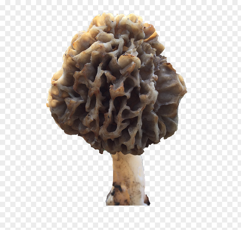 Fungus Mushroom Product Map Edible PNG