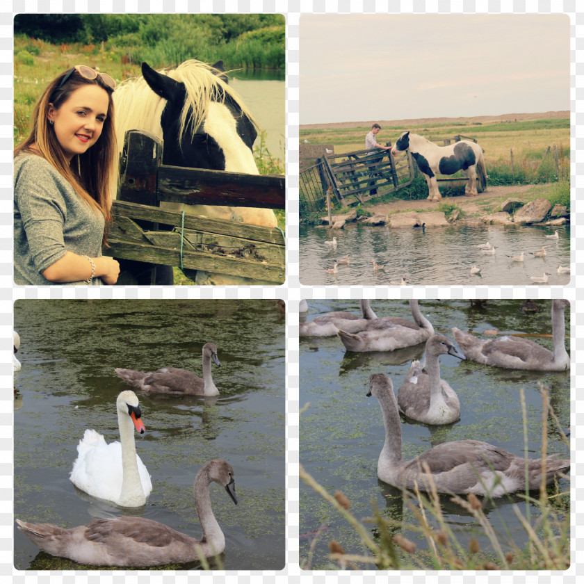 Goose Seabird Cygnini Ecosystem Duck PNG