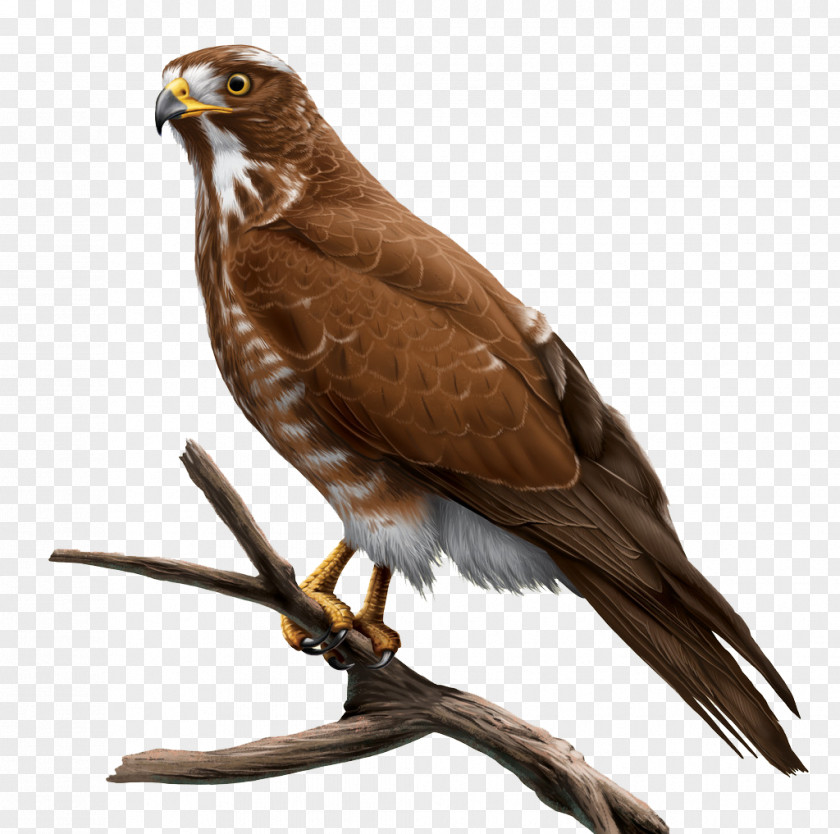 Painted Gray Face Great Eagle Hawk Grey Hyperrealism Buzzard PNG