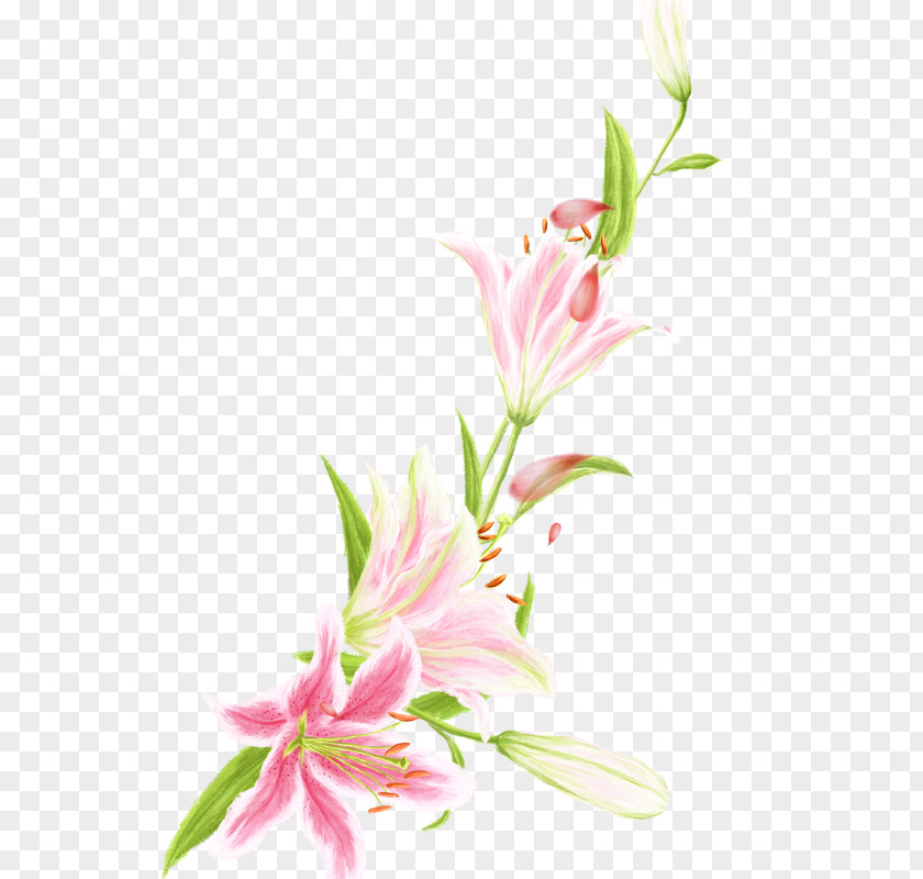 Pink Lily Floral Design Lilium Flower PNG