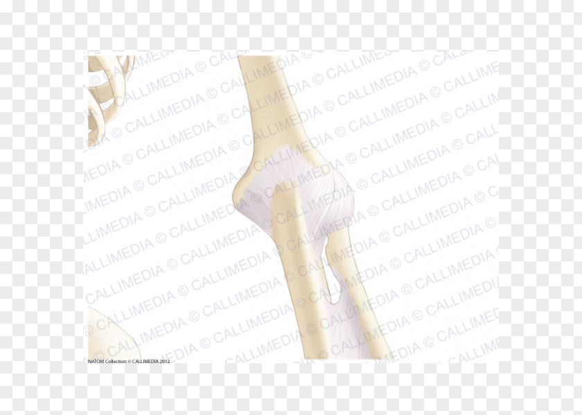 Thumb Hip Human Leg PNG leg, design clipart PNG