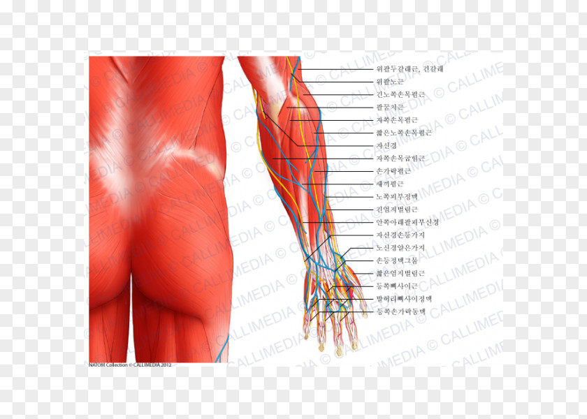 Arm Elbow Anconeus Muscle Forearm Human Body PNG