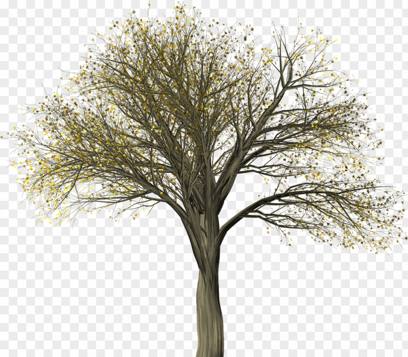 Tree Botany Botanical Illustration PNG