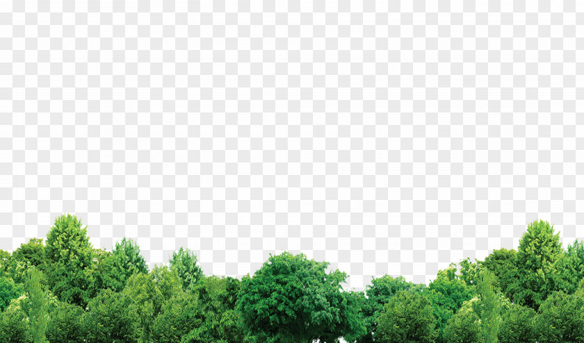 Trees Forest Tree PNG