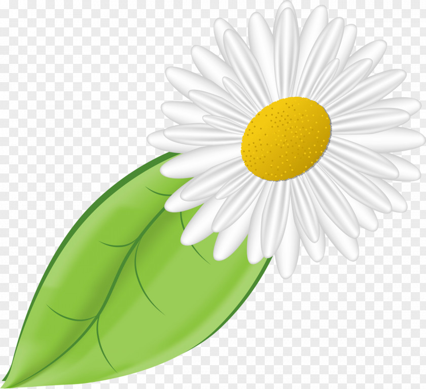 Camomile Daisy Family German Chamomile Flower PNG