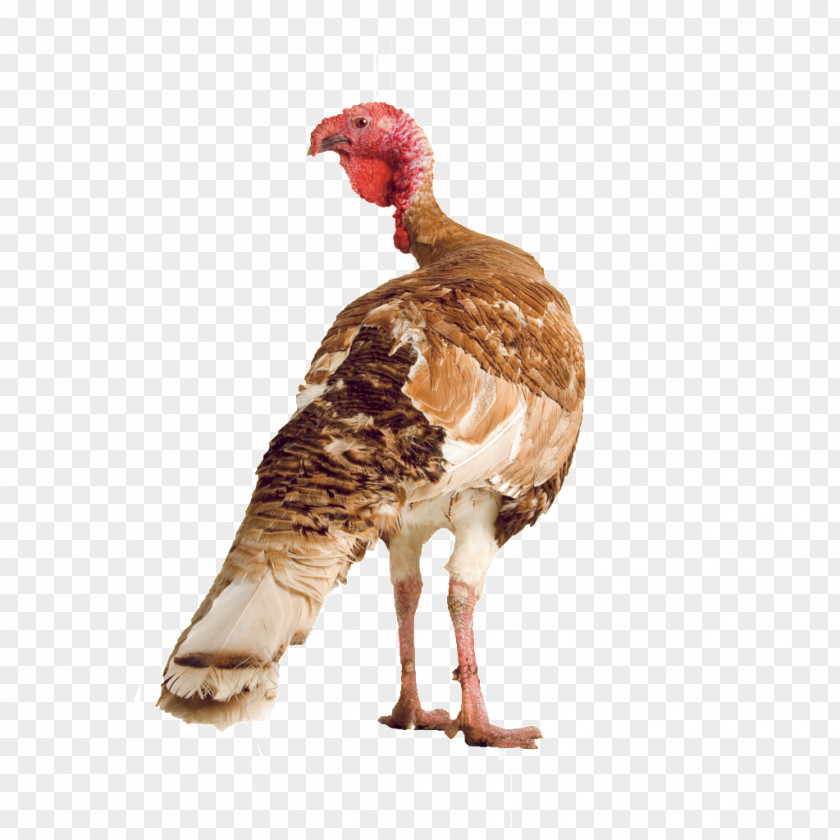 Chicken Stock Photography Livestock Sheep Poultry PNG