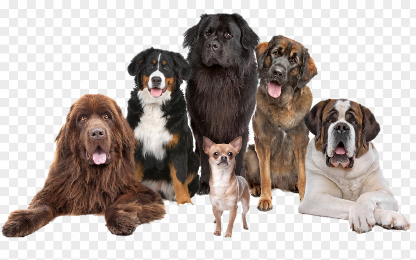Dogs Pet Sitting Chihuahua Puppy Leonberger Dog Training PNG