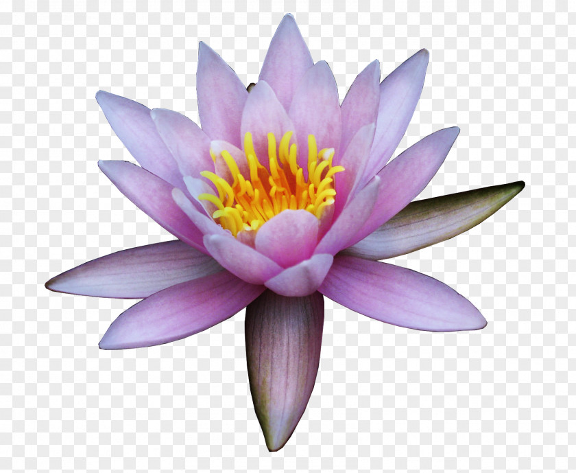 Lotus Nelumbo Nucifera Flower Water Lily Clip Art PNG